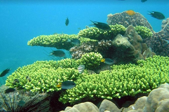 Half-day Snorkeling Experience in Phu Quoc Island - Gam Ghi Island: color fish and a second reef taste
