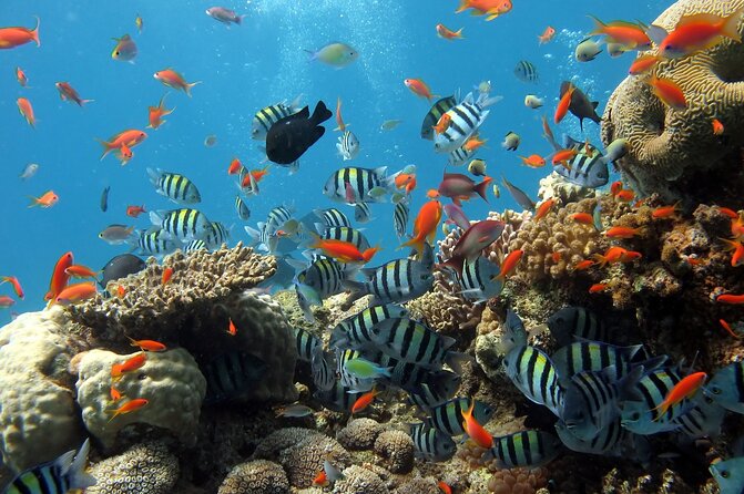 Half-day Snorkeling Experience in Phu Quoc Island - Time on the boat: relax, jumping, and included drinks