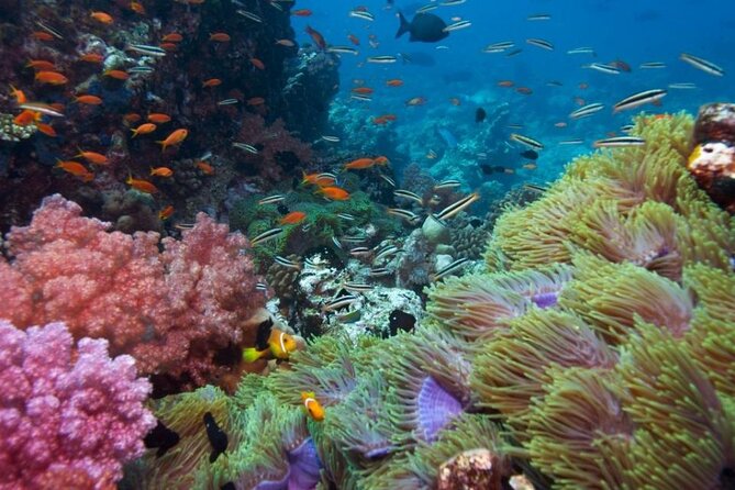 Half-day Snorkeling Experience in Phu Quoc Island - Snorkeling gear, safety, and what to ask your guide