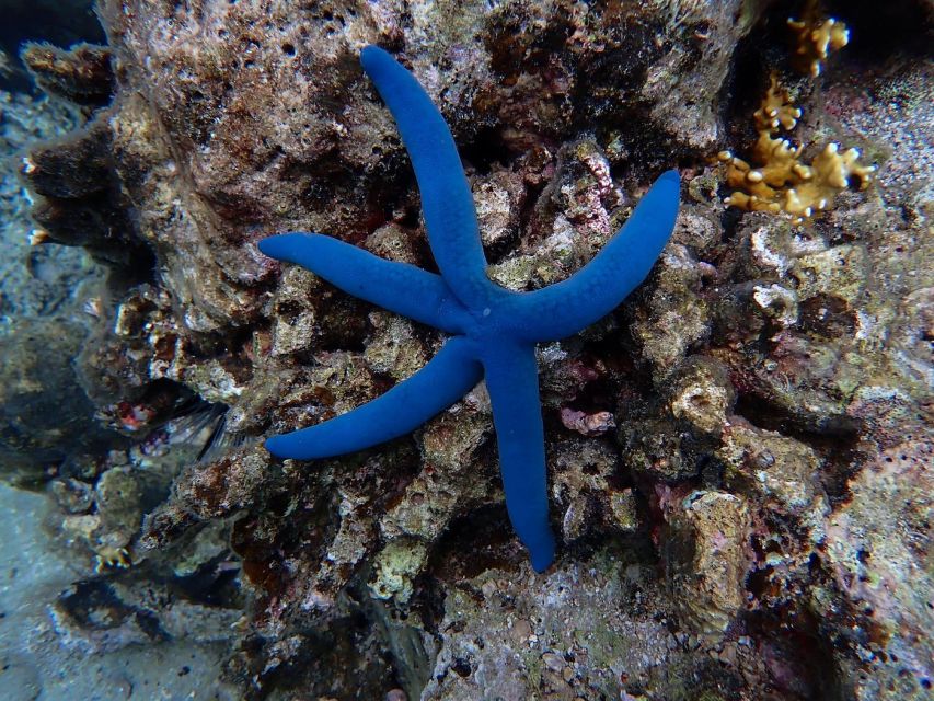 Half-Day Snorkeling trip in Nha Trang with Vietnam Active - Practical tips for a smoother snorkeling day