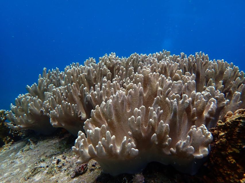 Half-Day Snorkeling trip in Nha Trang with Vietnam Active - Nha Trang snorkeling with Vietnam Active: what you’re paying for