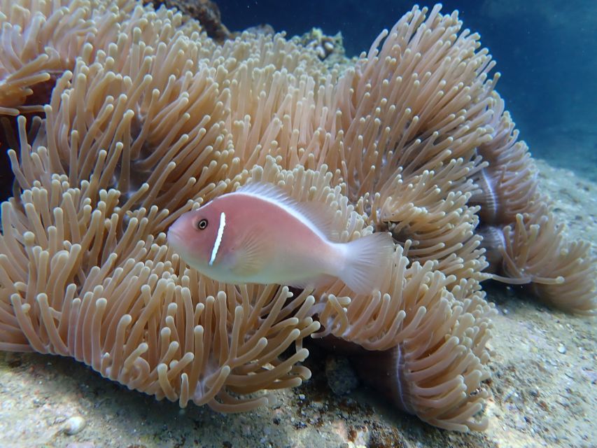 Half-Day Snorkeling trip in Nha Trang with Vietnam Active - Two-stop snorkeling: what to expect at each moment
