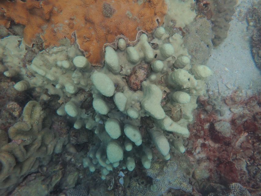 Half-Day Snorkeling trip in Nha Trang with Vietnam Active - Who should book this snorkeling tour