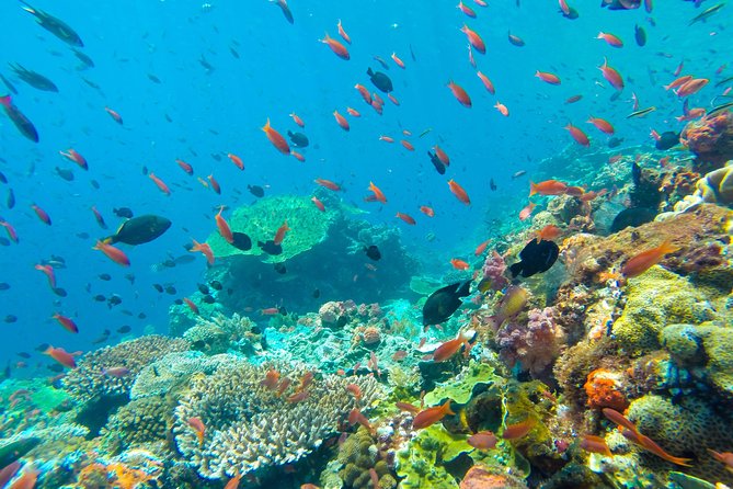 Half Day Tour Snorkeling in Nha Trang Bay Included Lunch - Price and value: what $145 includes, and what might cost extra