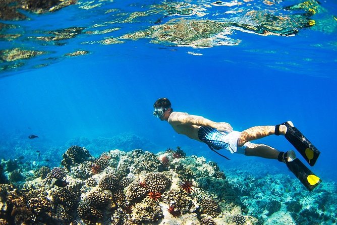 Half Day Tour Snorkeling in Nha Trang Bay Included Lunch - Who this half-day snorkeling tour is best for