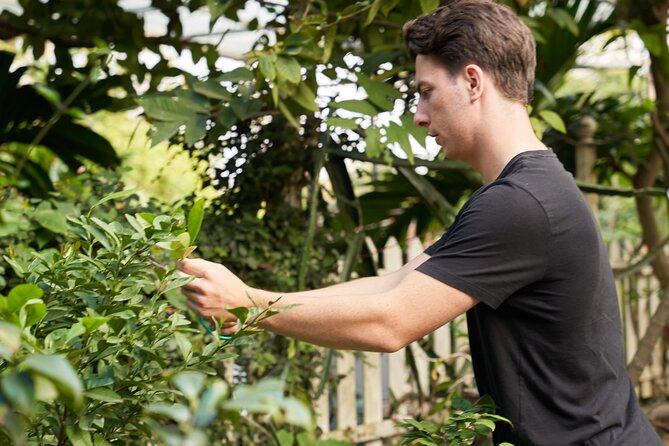 Hanoi Cooking Class in a Haven of Tranquility - Thom culinary - Thơm Culinary’s garden house: herbs, fruit, and the flavor logic