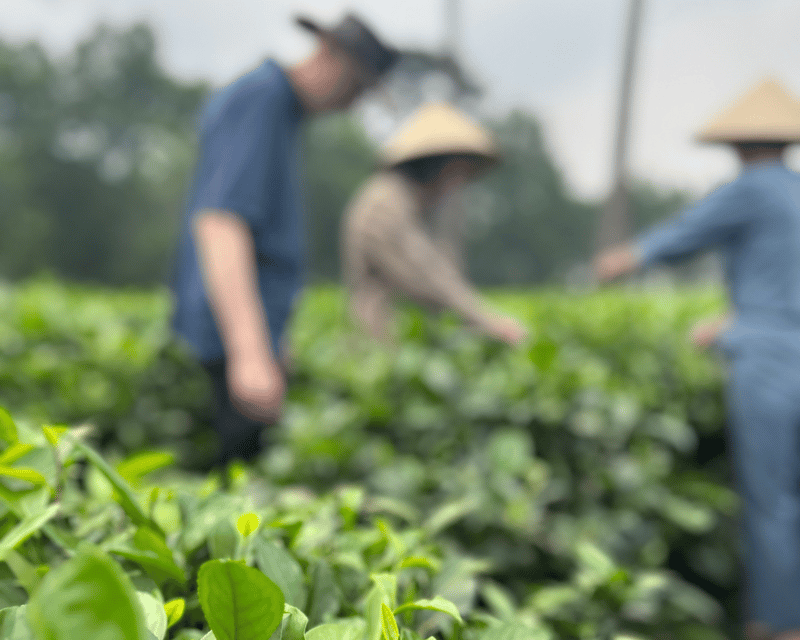 Hanoi Eco Tour: Ba Vi National Park Wonders & Tea Plantation - From your Hanoi hotel to the pine forest ruins