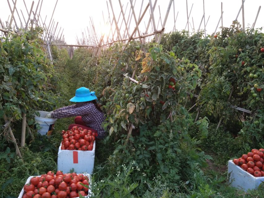 Hanoi Farm Tour and Cooking Class with Local Family - Dong Bac, 35 Minutes West: How the Day Starts