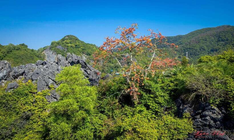 Hanoi: Ha Long Bay & CatBa Island 3-Day with Boutique Cruise - Day 3: Easy morning, then back to Hanoi by mid-afternoon