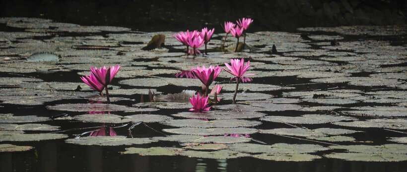 Hanoi: Ninh Binh, Tam Coc, Mua Cave & Hoa Lu with cycling - Mua Cave option: 500 steps, dragon statue, and sunset pressure