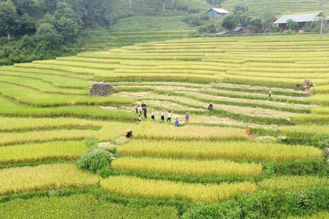 Hanoi - Sapa 2 Days 1 Night Overnight At Local Homestay - Day 1 Walk Through Muong Hoa Valley: Y Linh Ho, Lao Chai, Ta Van