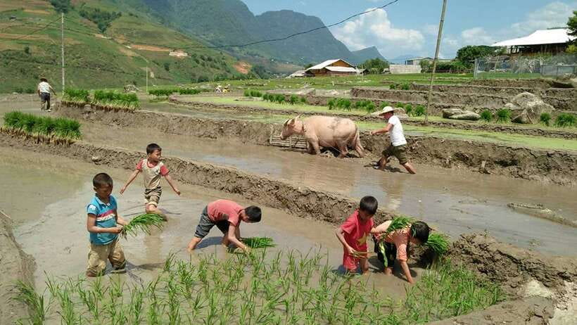 Hanoi- SaPa: 3-Day Homestay Trek to Explore Ethnic cultures - Day 2 Through the Countryside: Bamboo Forest, Red Dzao Stops, and Ban Ho