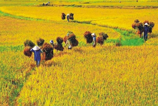 Hanoi Vespa Countryside Tour With Female Ao Dai Riders Half Day - Lunch in the countryside: included, and part of the day’s rhythm