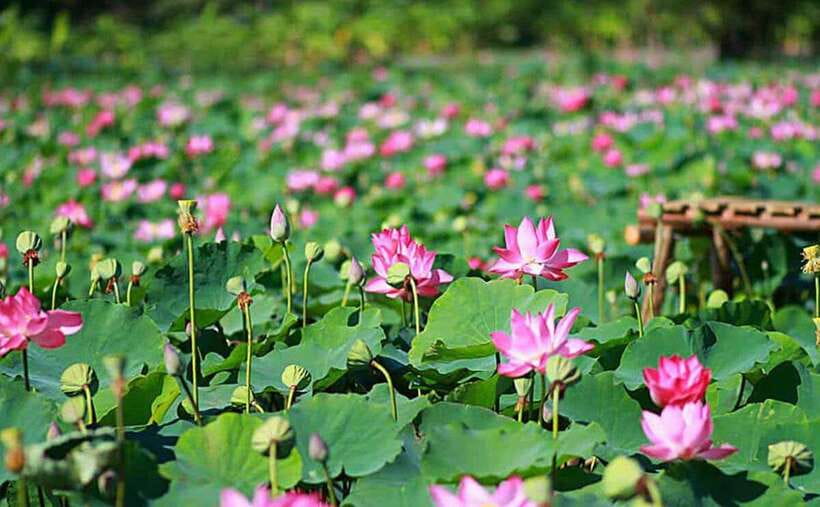 HCM: Authentic Dong Thap Mekong Delta Day Trip & Boat Ride - Xẻ Quýt Historic Site: War History Meets Real Canals
