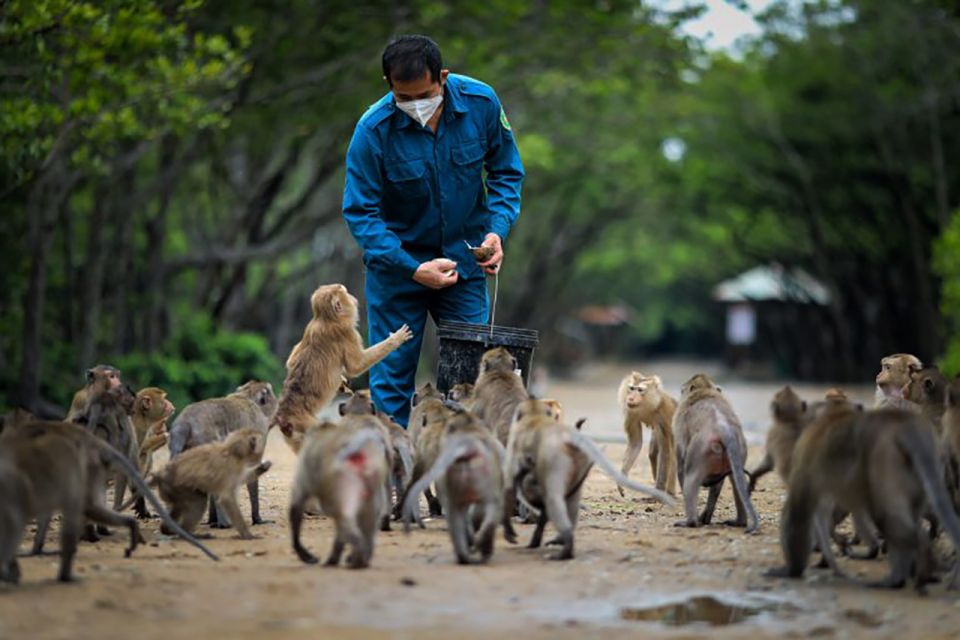 HCM:Can Gio Mangrove Forest Tour-Monkey Island - Crocodile Farm stop: ancient reptiles with a chance at extra action