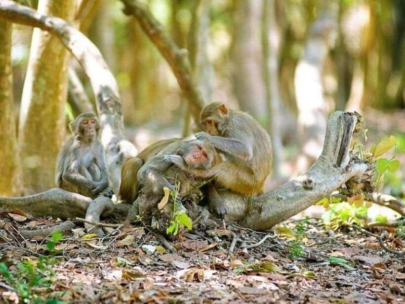 Ho Chi Minh: Can Gio Mangrove and Monkey Island - Crocodile conservation: seeing war-era animals and what optional crocodile fishing costs