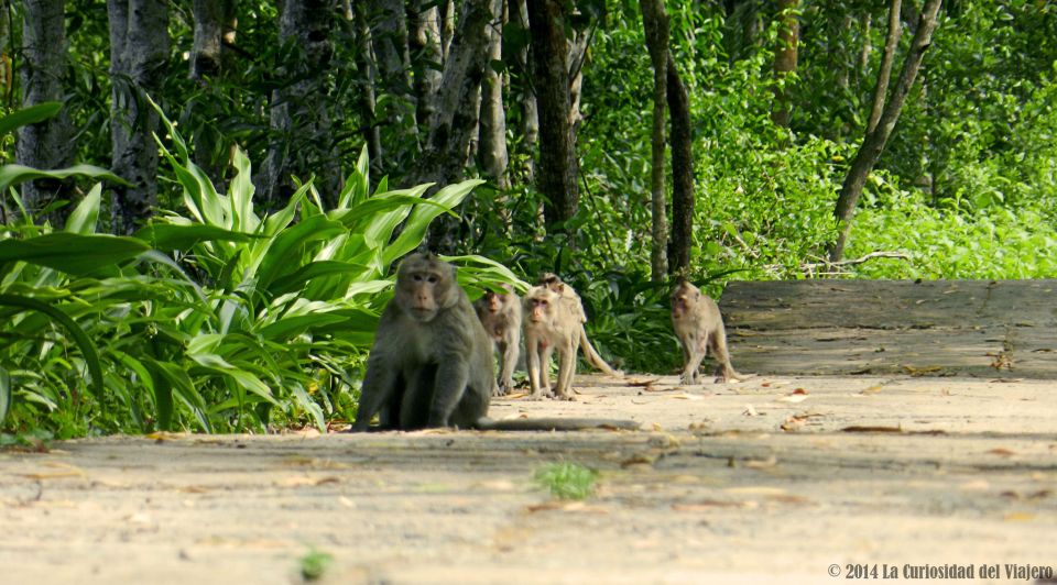 Ho Chi Minh: Private Can Gio Mangrove Forest Day Tour - Key things I’d bank on before you go