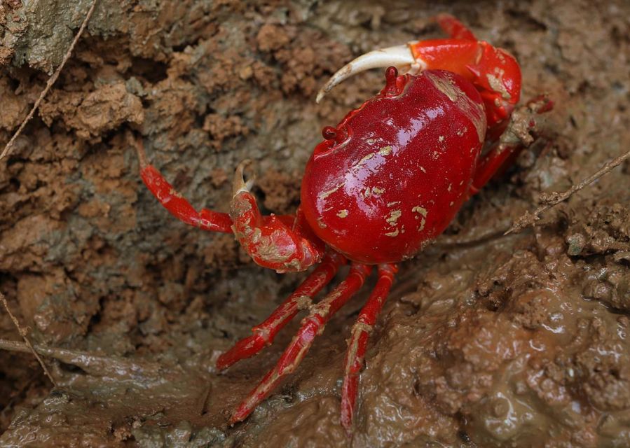 Ho Chi Minh: Private Can Gio Mangrove Forest Day Tour - Can Gio Mangroves: Flora Lessons and Riverbank Life