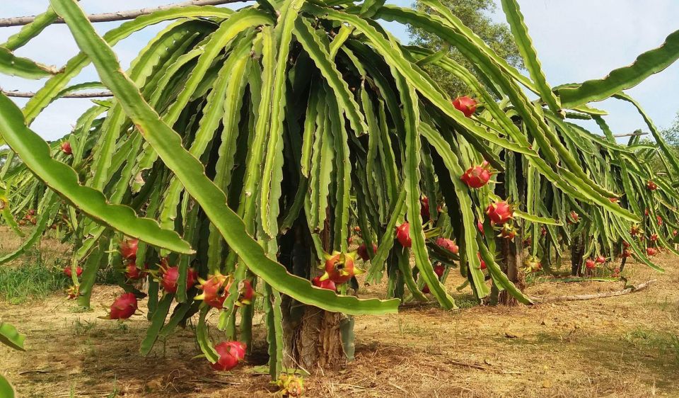 Ho Coc Beach, Nature Reserve & Dragon Fruit Farm Day Tour - Pepper farm stop: a quick, sensory introduction