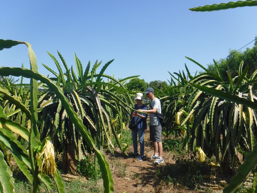 Ho Coc Beach, Nature Reserve & Dragon Fruit Farm Day Tour - Ho Coc Beach and the private resort ticket: relaxation with fewer hassles