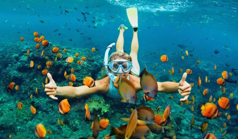 Hoi An: Cham Islands Snorkeling Trip by Speedboat with Lunch - Bãi Xếp or Hòn Tai snorkeling: how to set your expectations