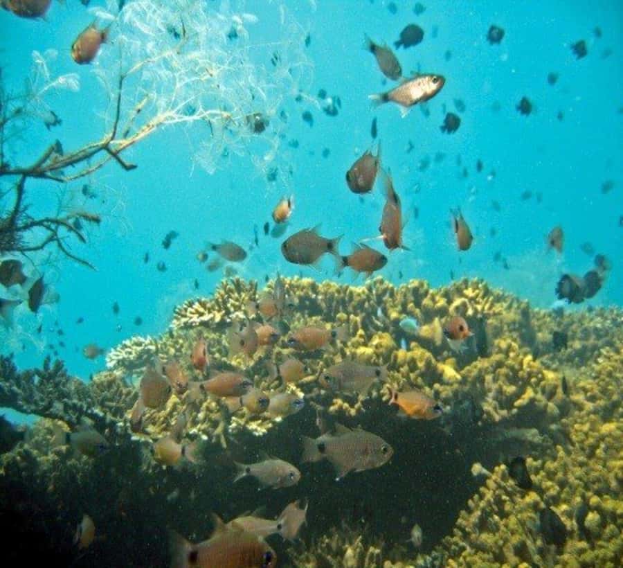 Hoi An: Cham Islands Snorkeling Trip by Speedboat with Lunch - Cham Island highlights: Biosphere Reserve, ancient well, pagoda, and market stops