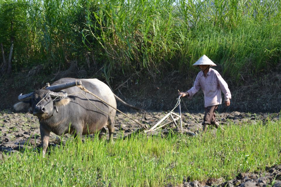 Hoi An Countryside Bicycle Tour : 25 Km Real Vietnam - The hands-on craft stops: rice paper, weaving mats, and rice milling