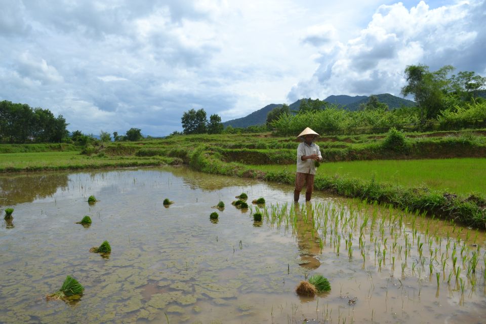 Hoi An Countryside Bicycle Tour : 25 Km Real Vietnam - Pedaling through rice paddies and bamboo bridge crossings