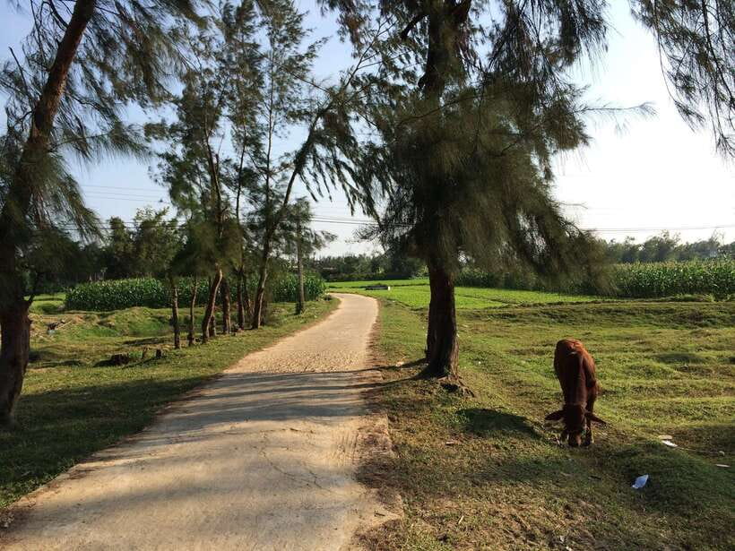 Hoi An Countryside bike tour to Kim Bong village - Quang noodle lunch: included, simple, and well-timed