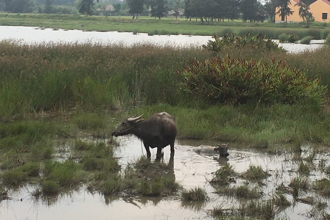 Hoi An countryside biking tour, water buffalo+ basket boat ride - Tra Que Vegetable Village: where seaweed feeds the soil