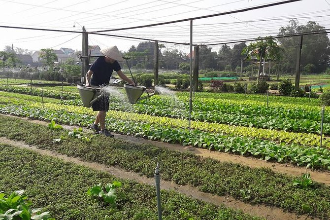 Hoi An Countryside Biking Tour(Vegetable village -basket boat - fishing village) - The Ride Through Shrimp Farms, Rice Fields, and Animal Encounters