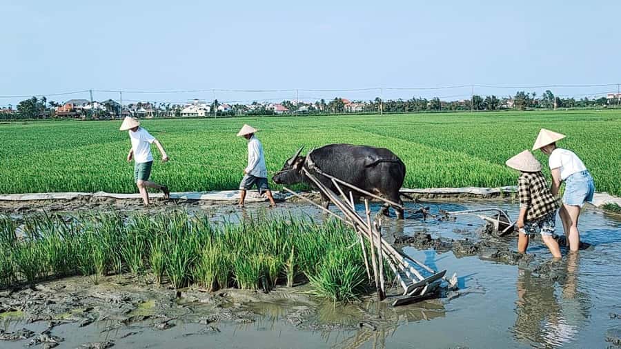 Hoi An: Countryside by Cycling, Buffalo Riding & Do Farming - Cam Thanh Coconut Village and Bamboo Basket Boat Fishing for Crabs