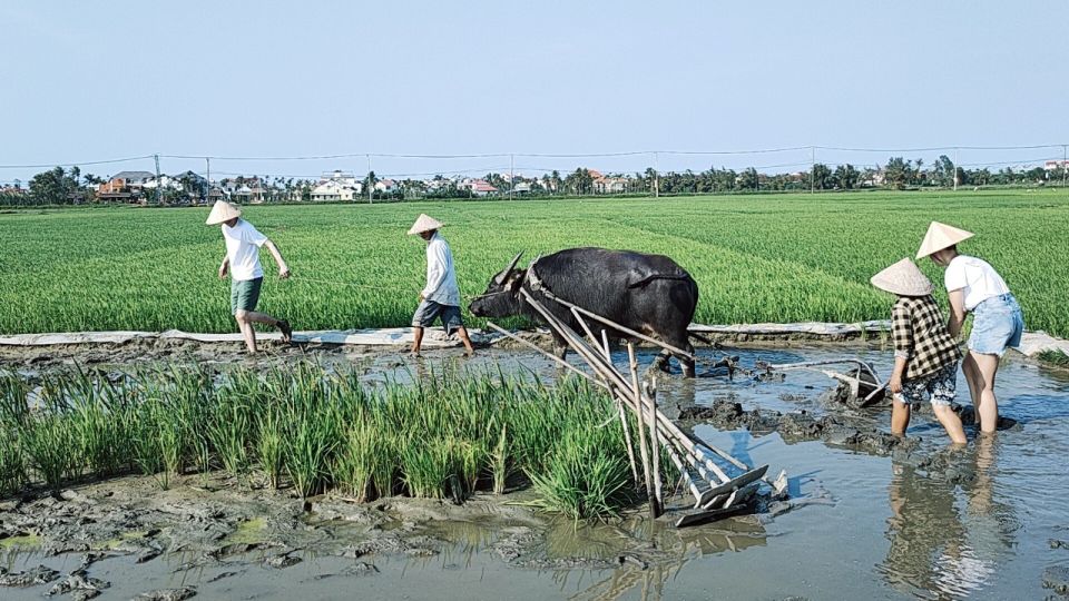 Hoi An: Countryside by Cycling, Buffalo Riding & Do Farming - Should You Book This Hoi An Countryside Cycling + Buffalo + Bamboo Boat Tour?