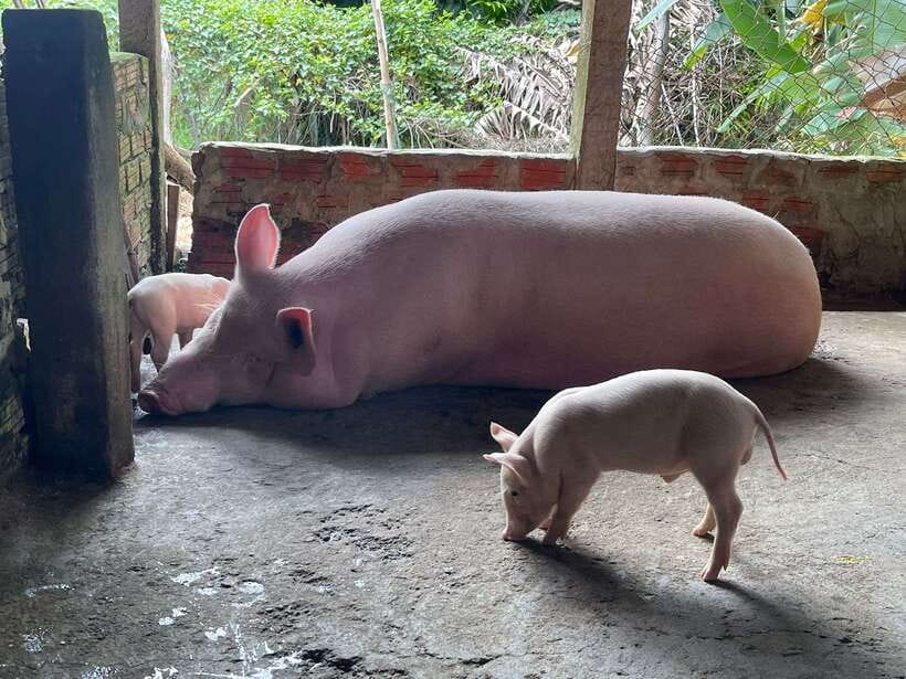 Hoi An: Countryside Villages and River Islands Private Tour - Who should book this countryside tour (and who should skip it)