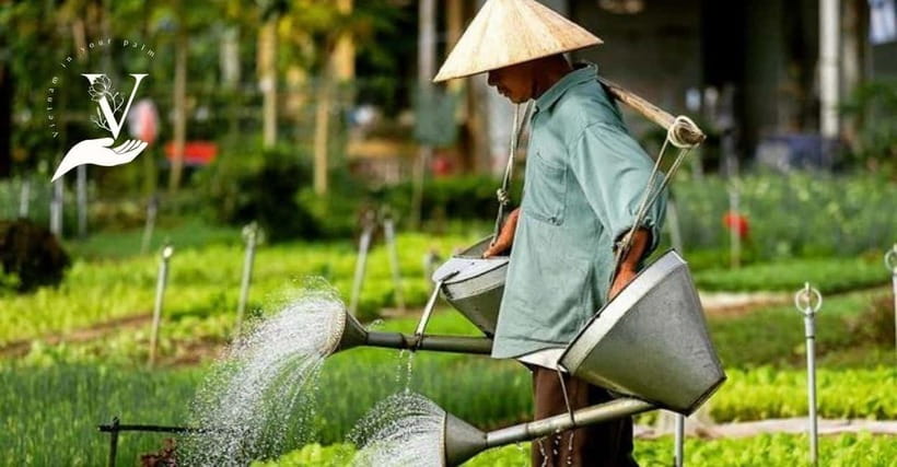 Hoi An Food Tour - Street Eats And Hoi An Hidden Gems - Walking a Smart Route: Lunch-to-Dinner, Not a “Cookie-Cutter” Sampling