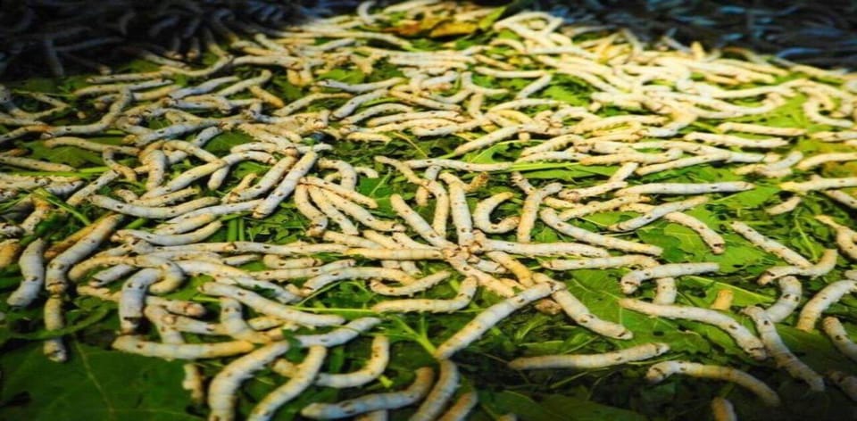 Hoi An: Silk Process, Lantern Making Workshop & Local Food - Champ people textiles and the lantern class that makes Hoi An feel real