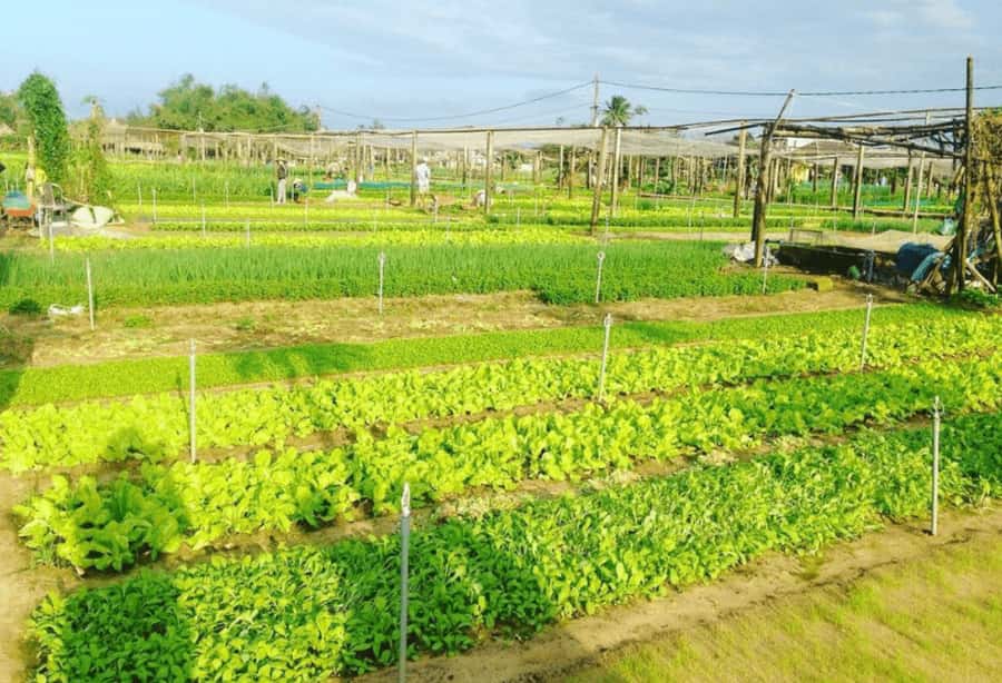 Hoi An: Tra Que Herb Village Cooking Class - The cooking pace and how much food you’ll actually eat
