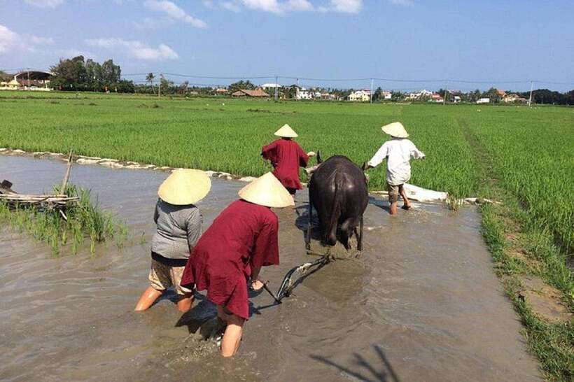 Hoi An Wet Rice Farming Tour-Basket Boat Tour Fishing-Lunch - Key highlights worth your time
