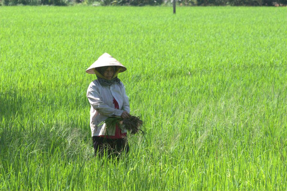 Mekong Delta Private Tour from Ho Chi Minh City - Meeting local families: fruits, honey tea, wine, and traditional music