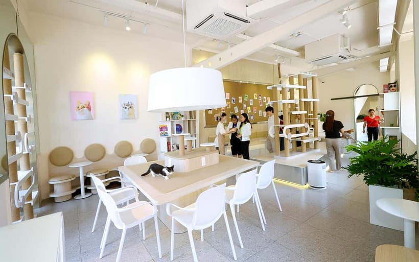 Méo Meo Cat Cafe in Center of Saigon - Key highlights worth planning around
