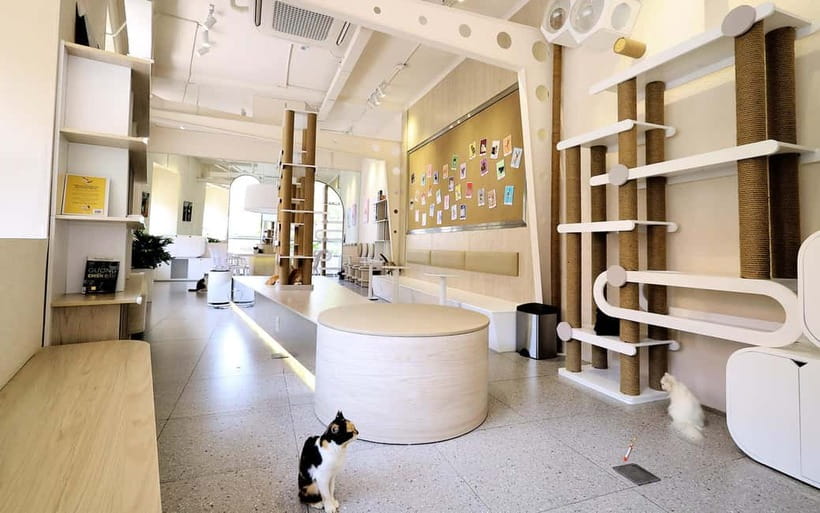 Méo Meo Cat Cafe in Center of Saigon - Price and value: is 105k–115k VND worth it?