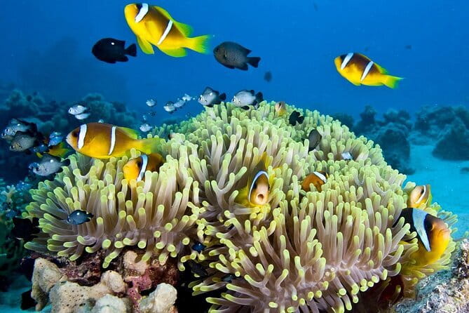 Nha Trang Bay Day Tour: Snorkeling, Fishing, BBQ Lunch & Relaxing - Key Highlights You’ll Care About