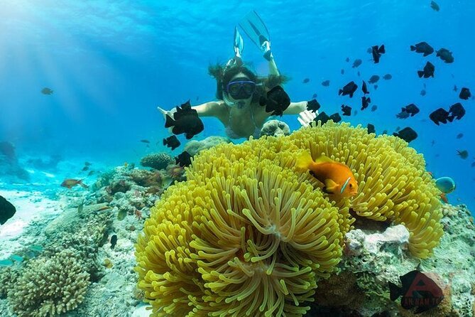 Nha Trang Bay: Explore Half-day Snorkeling at Coral Reef - From Tram Huong Tower: pickup and the flow of the morning