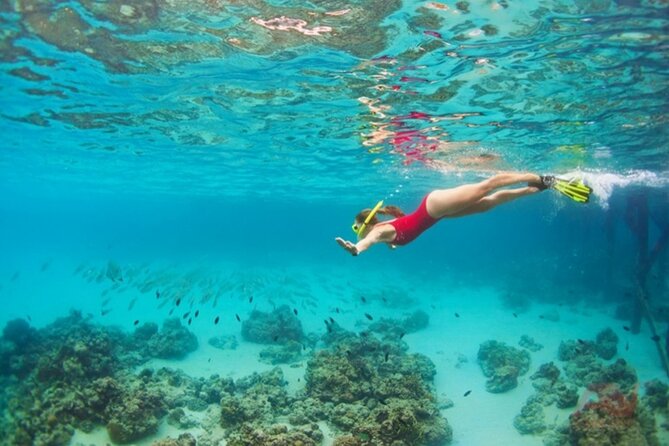 Nha Trang Bay: Explore Half-day Snorkeling at Coral Reef - Who should book this, and who might want a different option