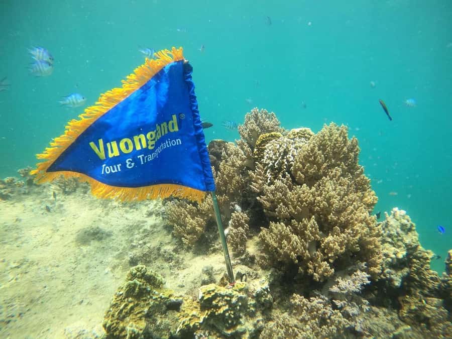 Nha Trang Half Day Snorkeling Trip - Group size, guide style, and how safety usually feels