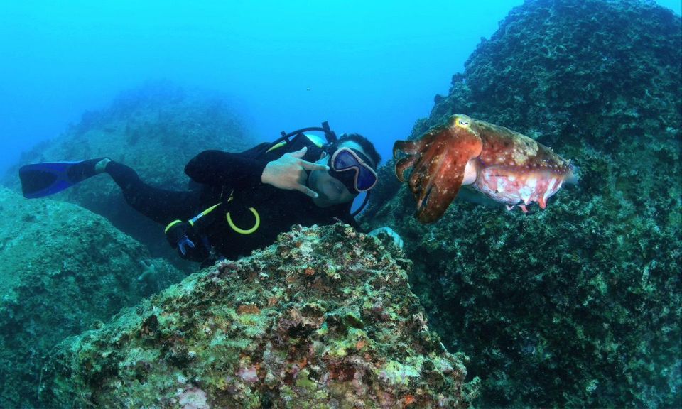 Nha Trang : Scuba diving experience for certified dive - Marine Life, Coral Condition, and Visibility: The Real Underwater Weather