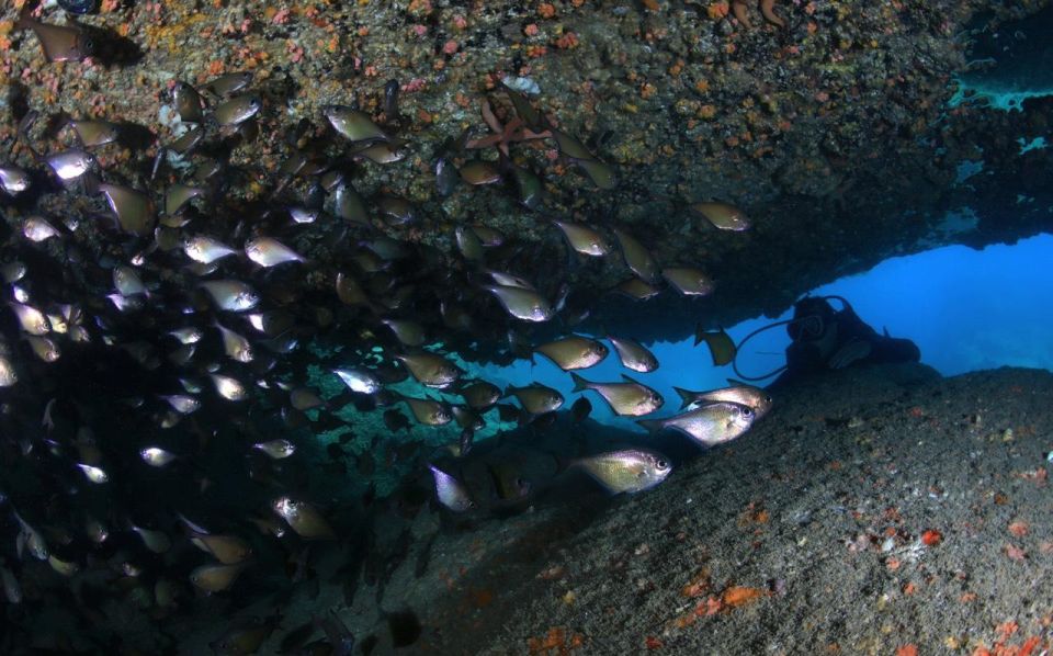 Nha Trang: Scuba Diving Experience for Non-Certified Divers - Key points before you go