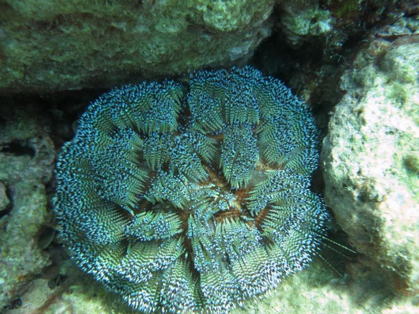 Nha Trang: Scuba Diving Experience for Non-Certified Divers - Who should book this and who should skip it