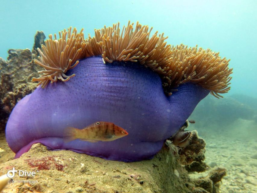 Nha Trang: Scuba Diving Experience for Non-Certified Divers - What happens underwater: the scheduled water time