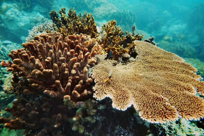 Nha Trang Snorkeling Tour-Vuongland Travel - Key Highlights (Quick Take)